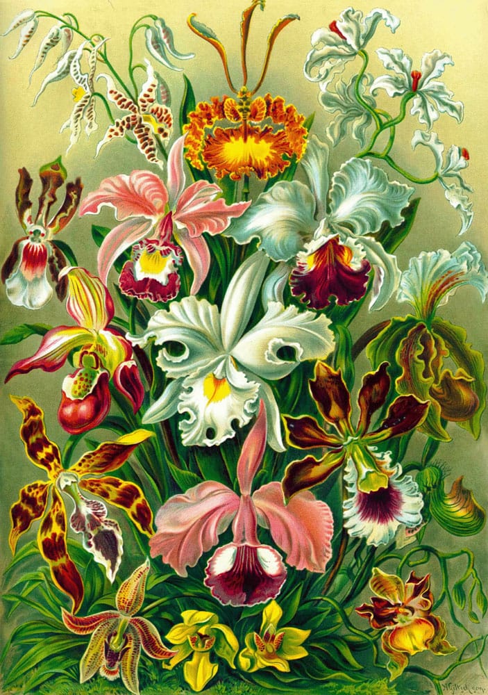 Good Loot - Ernst Haeckel Orchidea / Orchid Puzzel - Puzzel 1000 Stukjes